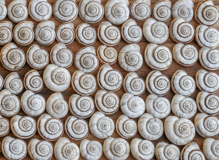 Garden crawls arranged on the tableの写真素材