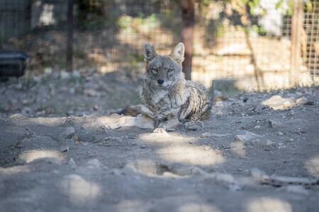 A wolf from Europe is resting in the shade at the zoo