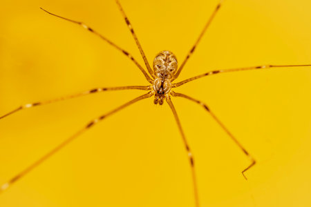 Macro photo of a house spider on yellow backgroundの写真素材