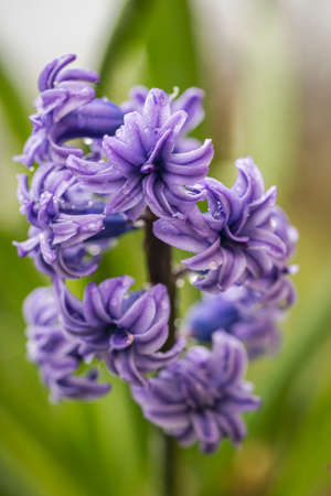 Macro purple hyacinth covered with raindrops in the garden