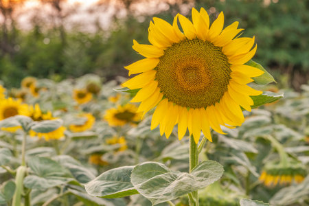 Sunflower in a field at sunsetの写真素材