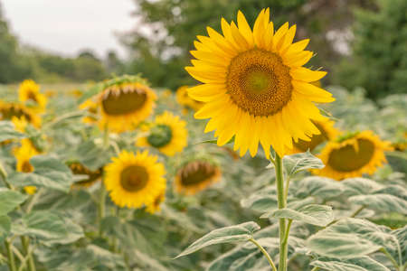 Sunflowers bloomed in the field at sunsetの写真素材
