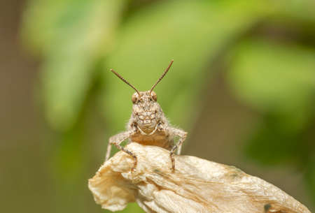 A grasshopper stands on the grass in a fieldの写真素材