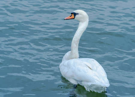 A swan on the Danube swims on the water