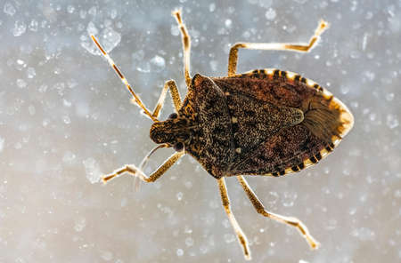 Rhaphigaster nebulosa stink bug on the house windowの写真素材