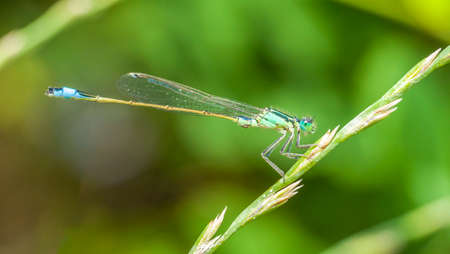 A dragonfly stands on the grass near the river