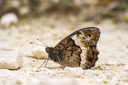 A butterfly stands on a rocky path by the riverの写真素材