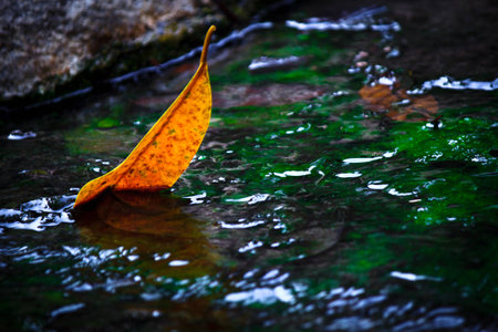 yellow leave in the waterの写真素材