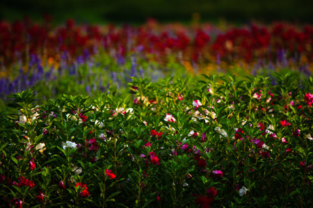 field of flowersの写真素材