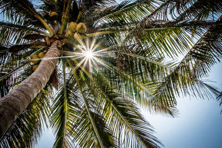 palm treeの写真素材