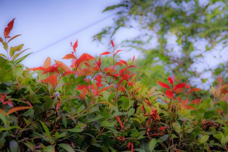colorful leaves backgroundの写真素材