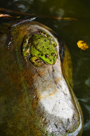 Frog on a rock in the water, waiting for Prince の写真素材