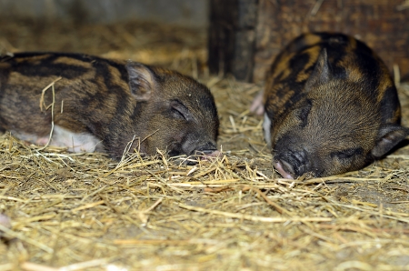 Two sweetly sleeping pig in the straw の写真素材