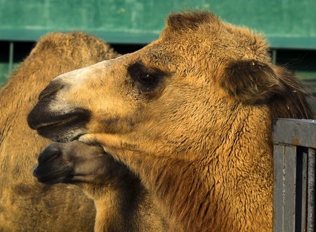 Bactrian camels, looking sadly into the distance の写真素材