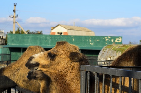 Bactrian camels, looking sadly into the distance の写真素材