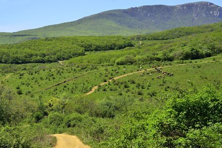 Mountain landscape with grazing horses  in an  valleyの写真素材