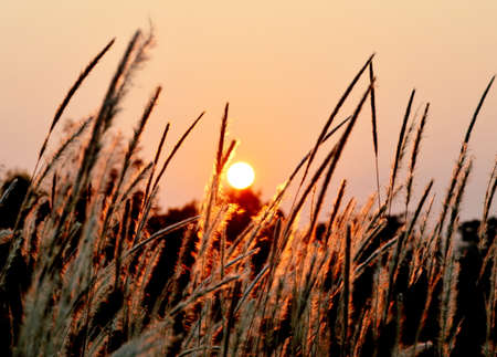 sunset behind flowering grass