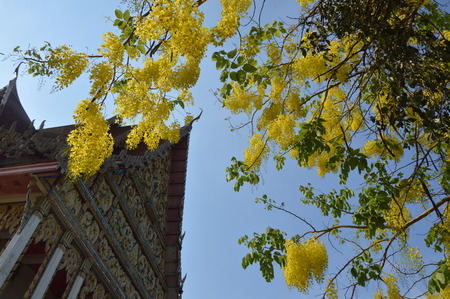 golden shower in the Buddhist temple