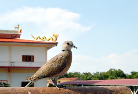 dove in front of dragonの写真素材