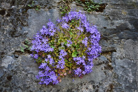 purple flower on the wallの写真素材