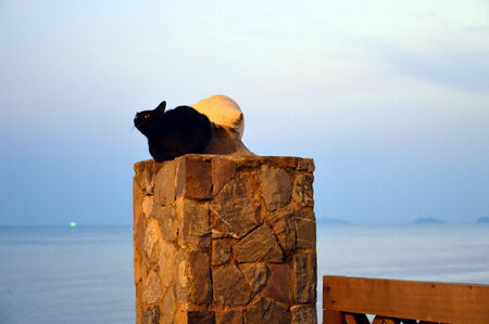 black cat on brick poleの写真素材
