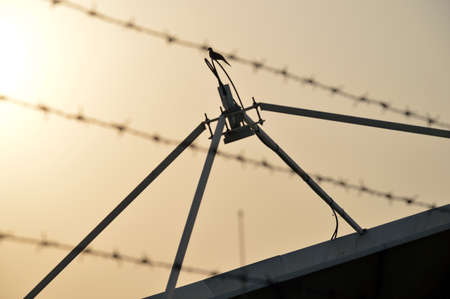 dove on satellite dish の写真素材