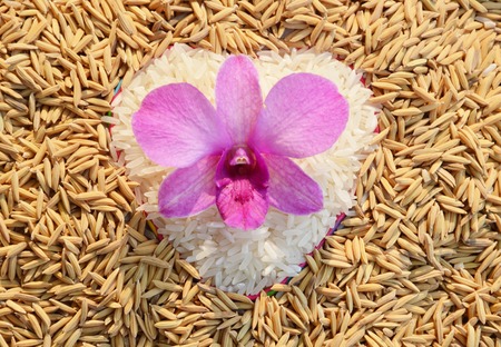 orchid on heart riceの写真素材
