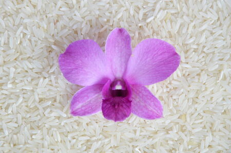 orchid on riceの写真素材