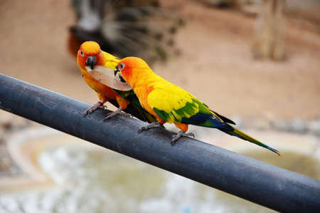 parrots hold leaf in the mouthの写真素材