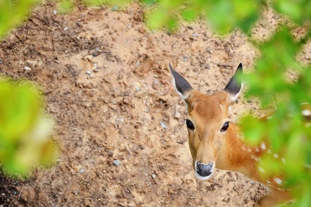 Sika deerの写真素材