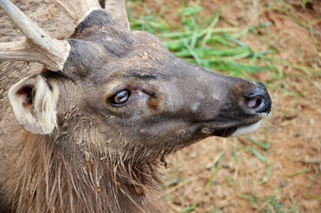 Mooseの写真素材