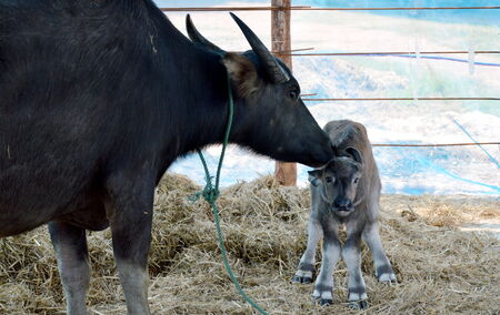 buffalo and her born child