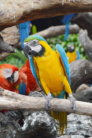 Macaw on the log