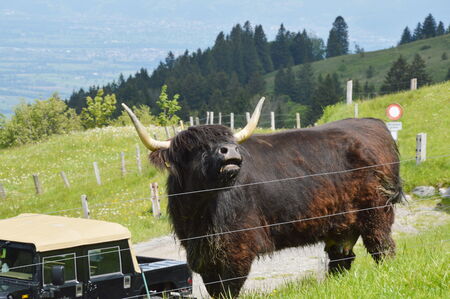 bull on Appenzell