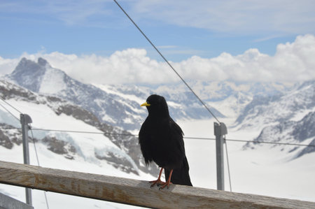 crow on Jungfrau mountainの写真素材