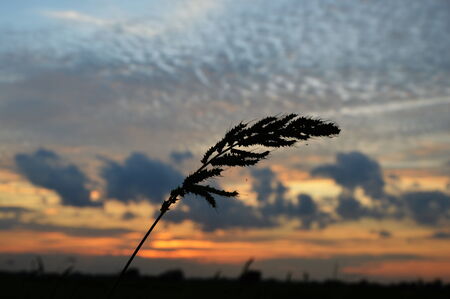 grass flower on sunset の写真素材