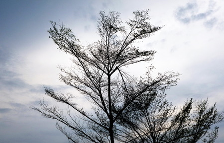 trees with skyの写真素材