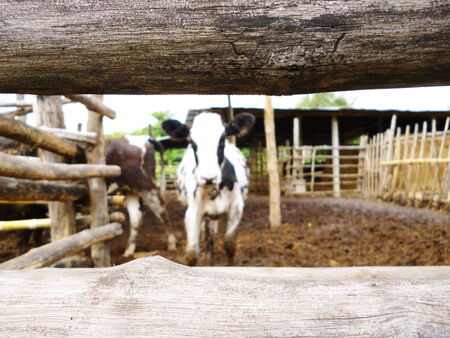 blurring cow behind the fenceの写真素材