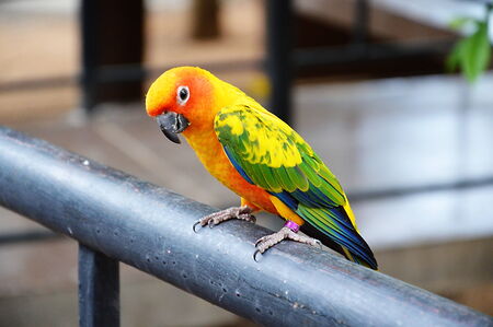 parrot hanging on iron log