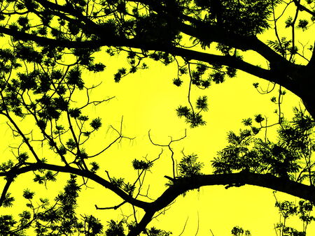 tree on yellow backgroundの写真素材
