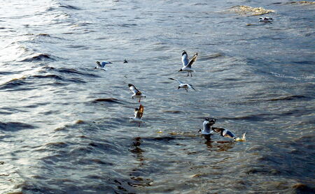 seagulls floating on the seaの写真素材