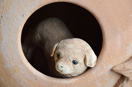 dog in the pottery  holeの写真素材