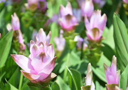 Siam Tulipの写真素材