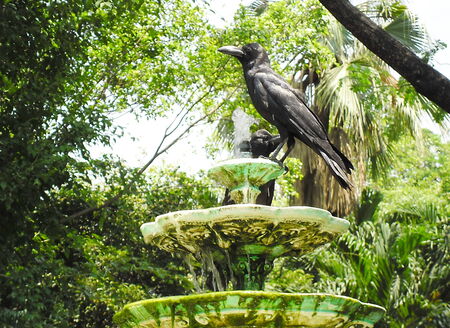 crow on fountainの写真素材