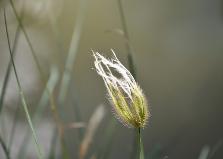 grass flower near the canalの写真素材
