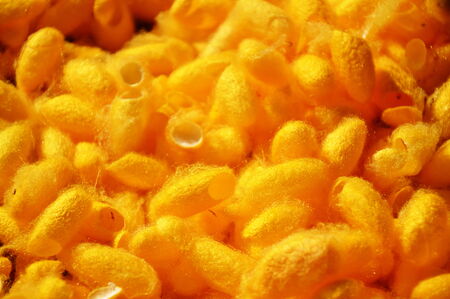 silk cocoonの写真素材