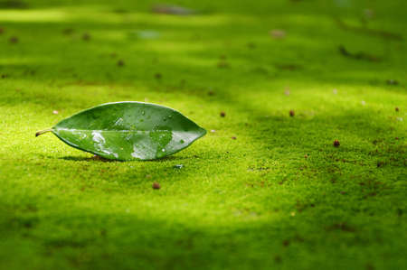 leaf on the mossの写真素材
