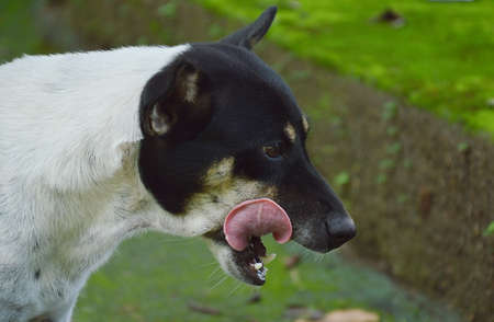 dog licking her lips for food