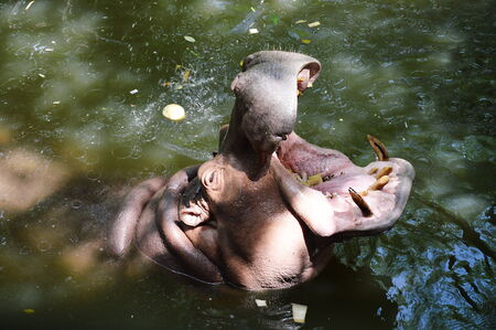 hippopotamus open the mouth