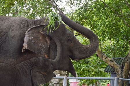 baby Thai elephant begging mom for foodの写真素材